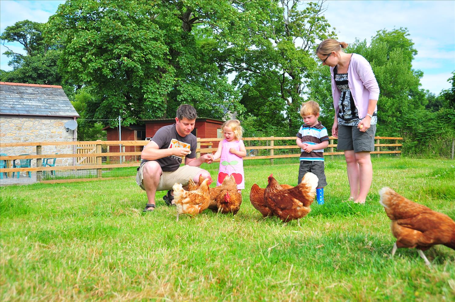 hens at chark farm holiday cottage cornwall